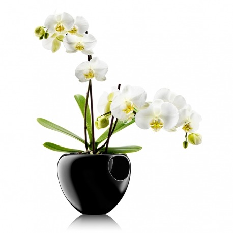 Горшок для орхидеи Orchid Pot черный